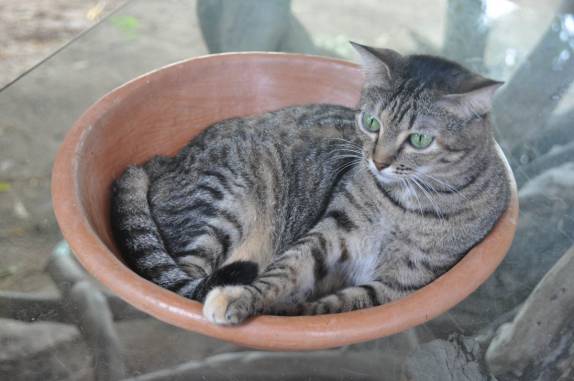 A Olhuda, uma das gatas do Rancho do Buna, em Atins, nos Lençóis Maranhenses - MA